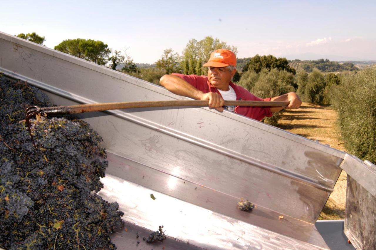 Agriturismo Il Selvino Terricciola Eksteriør billede