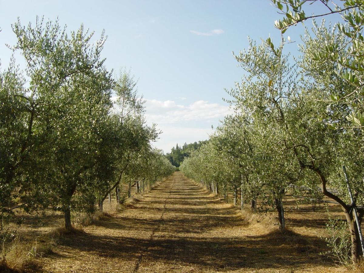 Agriturismo Il Selvino Terricciola Eksteriør billede